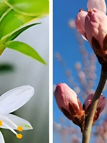 Charming Two-life Flower