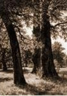 A Certain Year of the Kapok Tree