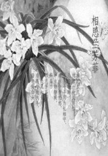 Acacia Orchid Fangfei