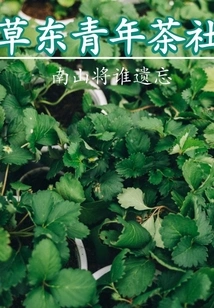 Caodong Youth Teahouse