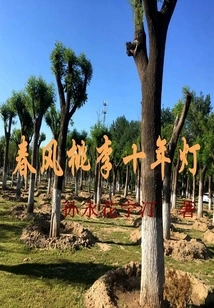 Spring Breeze Peach and Plum Ten Years Lamp