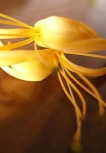 Red Wall Honeysuckle