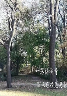 Fallen Leaves and Willow Green