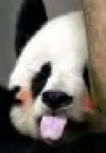 Blossoming Love in a Cubicle (full Book + Publication)