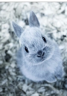 Yun Ling of the Infinite Realm