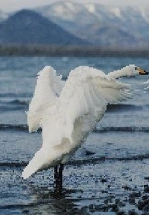 Master, Where Can I Find Qiusheng?