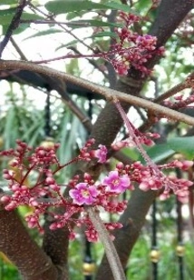 Purple Moon Embers Burn in the West Pavilion